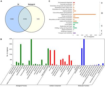 Transcriptional Analysis of Metabolic Pathways and Regulatory Mechanisms of Essential Oil Biosynthesis in the Leaves of Cinnamomum camphora (L.) Presl